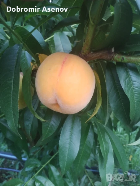 прекрасни праскови за компот и сладка налични и десертни, снимка 1