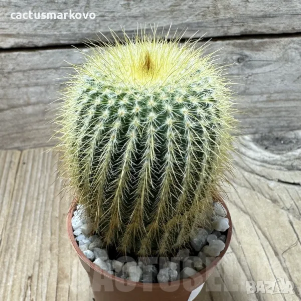 Notocactus leninghausii, снимка 1