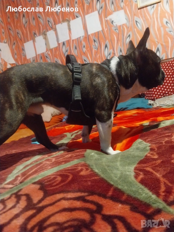 Френски булдог , снимка 1