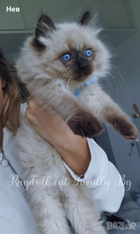 Ragdoll рагдол/регдол  коте мъжко, снимка 1