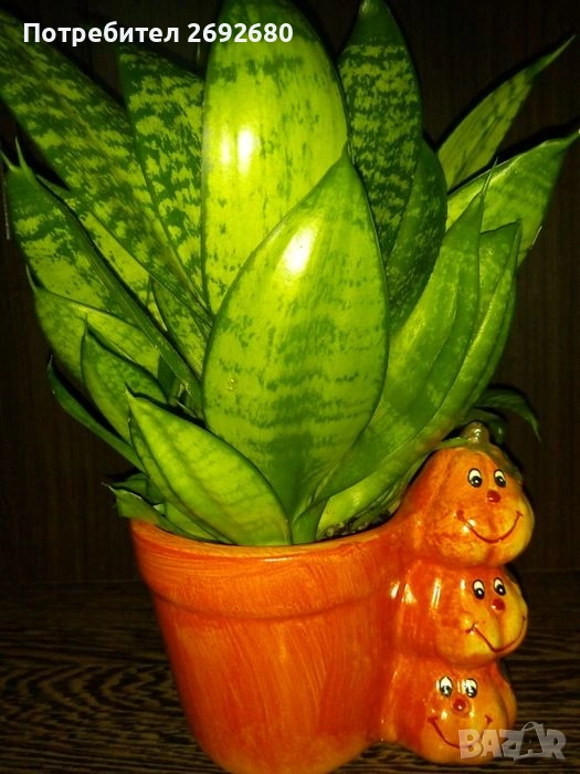 Сансевиера - 34см., антуриум червен 37см.+керамична кашпа, снимка 1