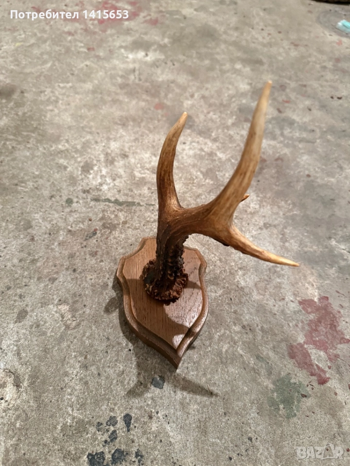 Продавам рог от сръндак, снимка 1
