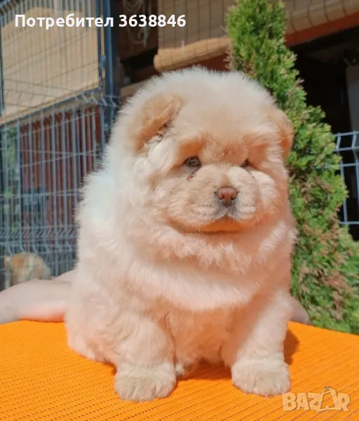 Чау Чау, снимка 1