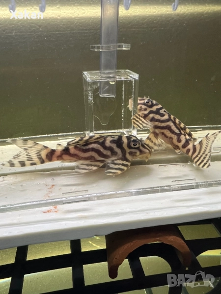 L 401- 2 женски, снимка 1