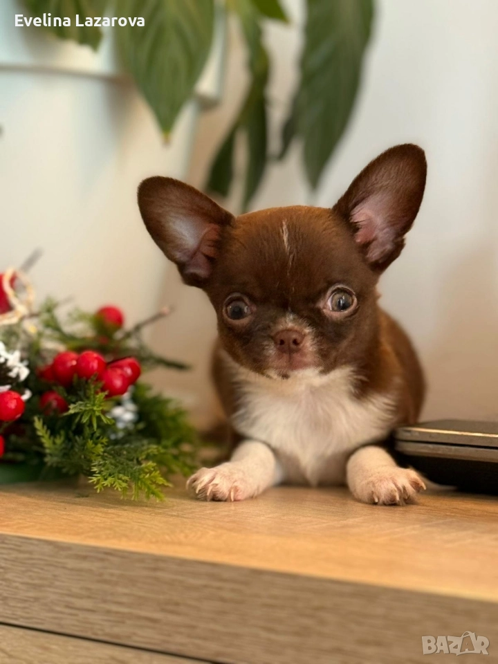Кученца чихуахуа, снимка 1