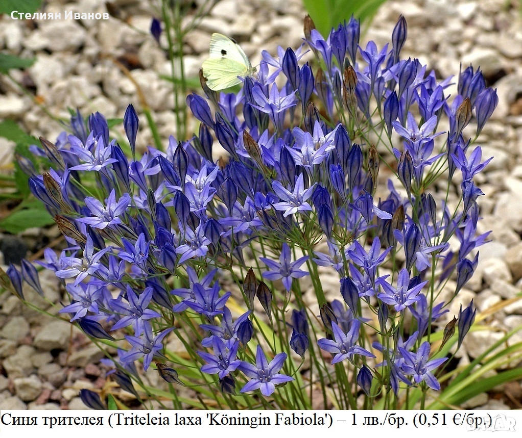 Синя трителея (Triteleia laxa 'Köningin Fabiola') - луковици, снимка 1