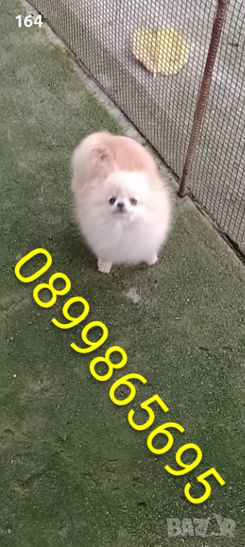 Женски миниатюрен мини Померан на 6 месеца 1 кг, снимка 1