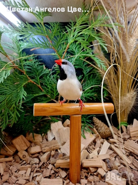 продавам остроопашати амадини , снимка 1