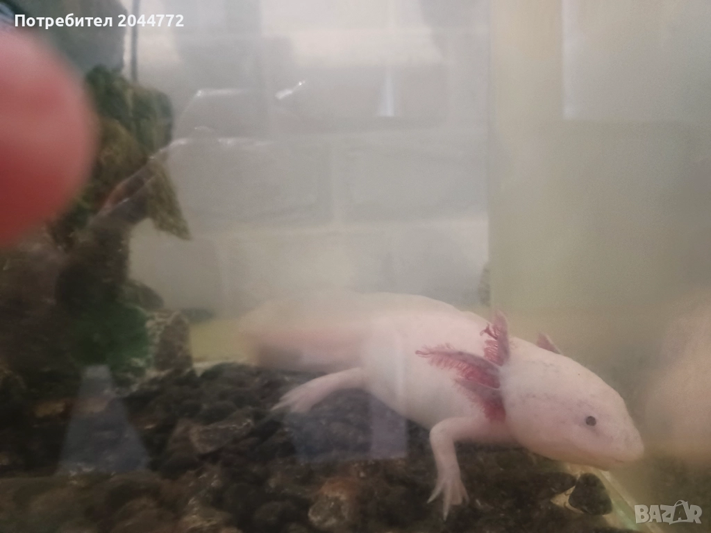 Акселотъл ,воден гущер, снимка 1