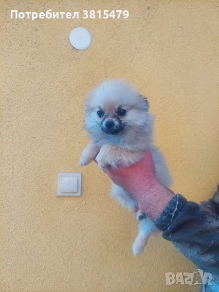 женски пумеран , снимка 1