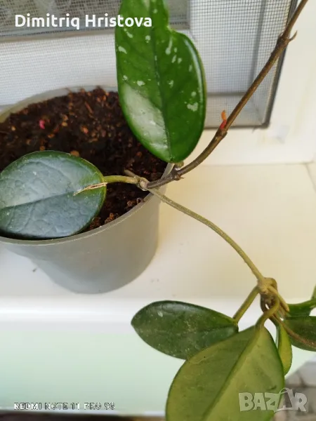 восъчно цвете, снимка 1