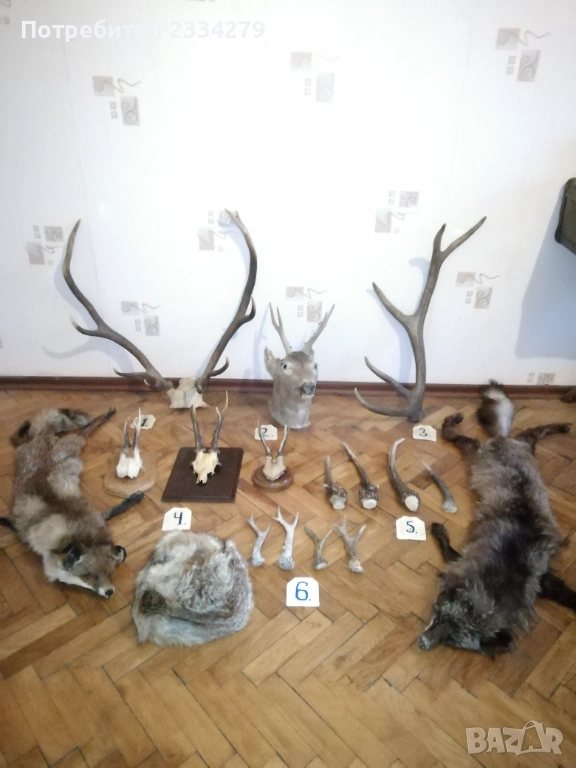 Рога, ловна сбирщина от 70-80те години, снимка 1