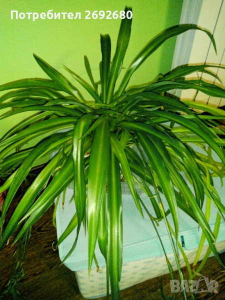 Хлорофитум, традесканция , снимка 1