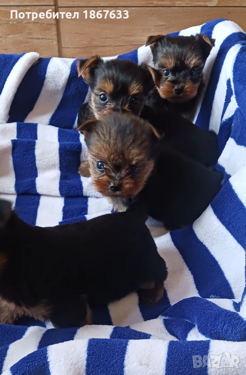 Йоркширски териер, снимка 1