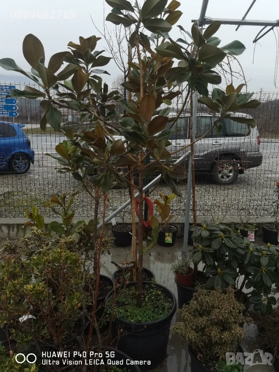 Грандифлора вечнозелена магнолия. , снимка 1