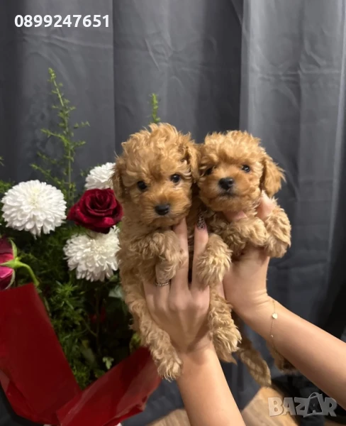 Пудел тойчета, снимка 1