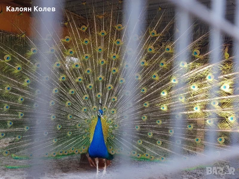 Двойка Пауни , снимка 1