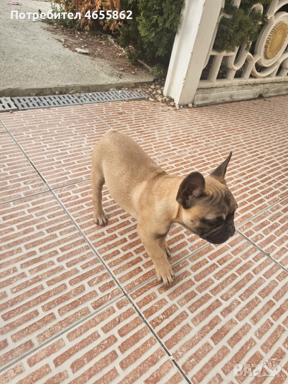 Френски съкровища търсят любящи стопани, снимка 1