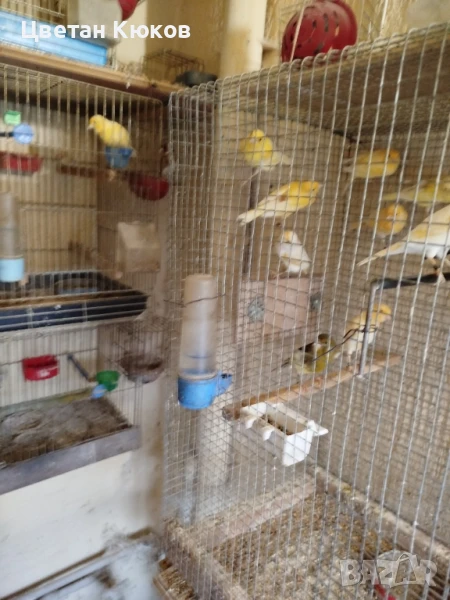 продавам канарчета възможна доставка до София или Монтана , снимка 1