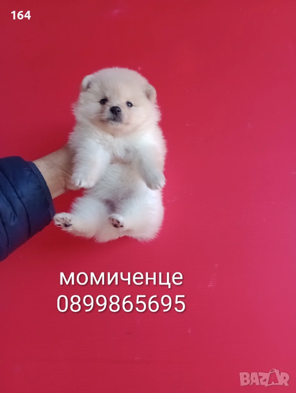 Померани. Мъжки и женски Померани. Реални снимки !, снимка 1