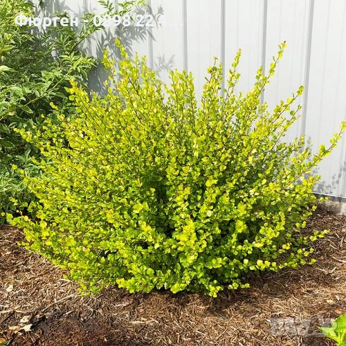 Жълта бреза джудже – Betula Golden Nana, снимка 1