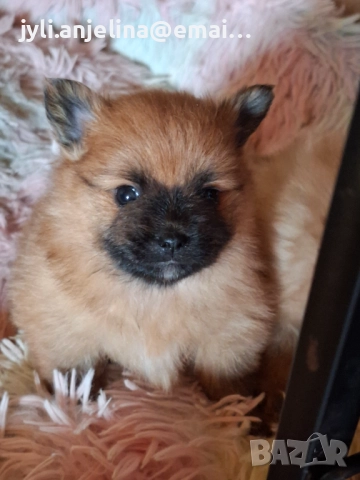 Померански шпиц, снимка 3 - Померан - 52675927