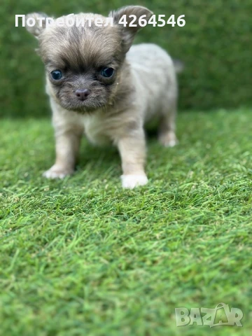 Момче , снимка 1