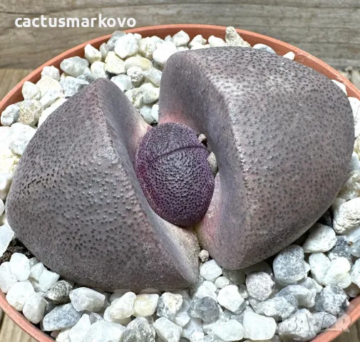 Pleiospilos nelii rubra, снимка 3 - Стайни растения - 48022696