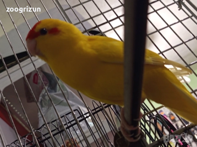 Какарики бебета, снимка 4 - Папагали - 53021379