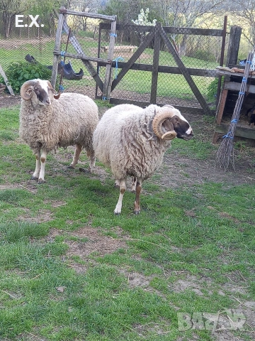 Кочове , снимка 4 - Овце - 54293399