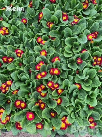 Иглика ( примула ) ТОП ЦЕНА, снимка 5 - Градински цветя и растения - 53356989