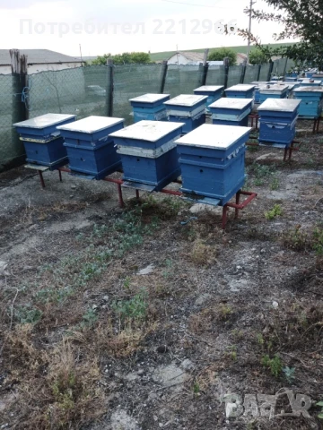 Пчелин - кошери с пчели и магазини, снимка 1