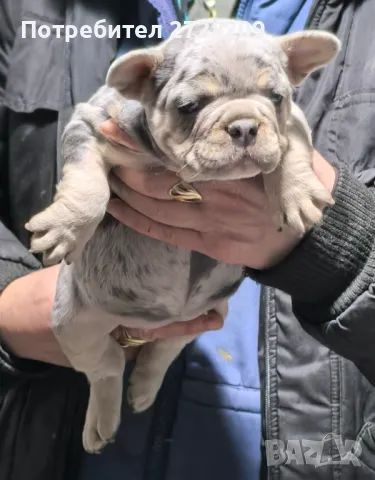 Френски булдог/French Bulldog , снимка 3 - Френски булдог - 48347355