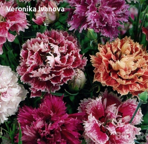 Многогодишен карамфил, снимка 2 - Разсади - 52227503