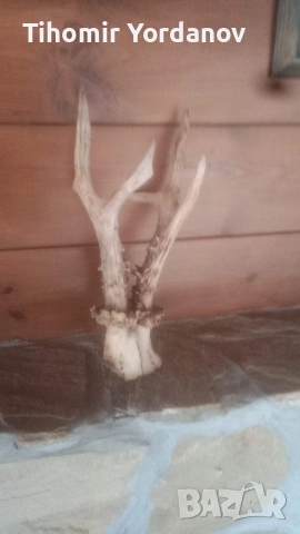 Трофей от сръндак -5 броя , снимка 10 - Антикварни и старинни предмети - 54056882