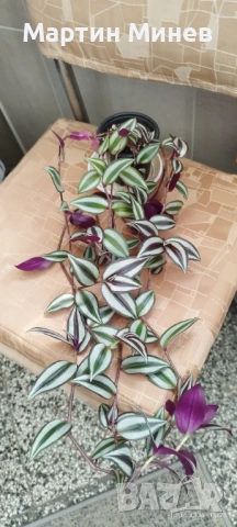 4 цветя за 10 евро, снимка 3 - Стайни растения - 54225694