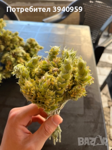 Мурсалски чай от Али ботуш, снимка 1