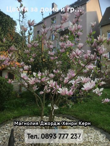 Magnolia George Henry Kern(Магнолия Джордж Хенри Керн), снимка 3 - Градински цветя и растения - 46565852