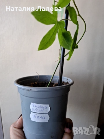 Бяла пасифлора, passiflora Constance Elliot, снимка 5 - Стайни растения - 53702464