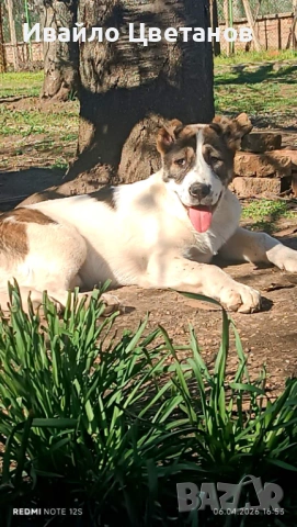 Алабай, снимка 2 - Алабай - 54295087