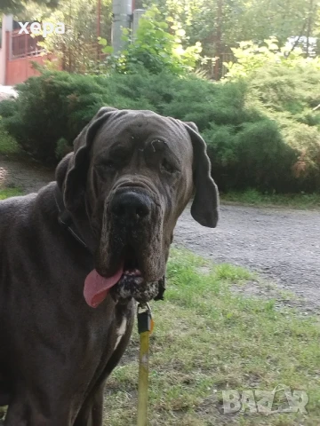 Немски дог(не се продава), снимка 2 - Търси партньор - 51092677