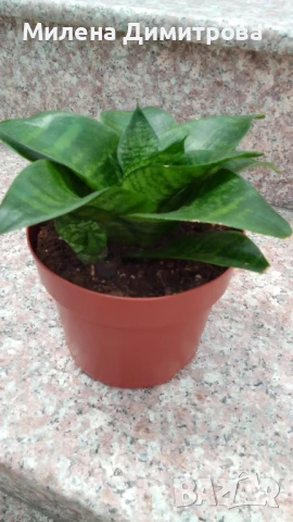 Сансевиера 2 вида / Sansevieria Hahnii/Sansevieria trifasciata  , снимка 9 - Стайни растения - 50819879