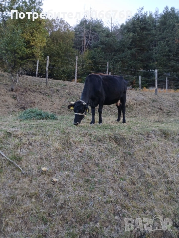 Крави , снимка 3 - Крави - 52078435