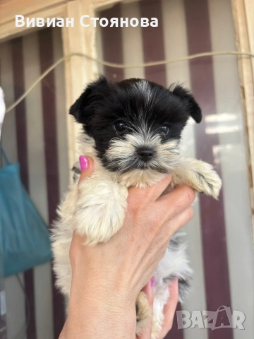 Мини цветно йорки женско, снимка 4 - Йоркширски териер - 53797917
