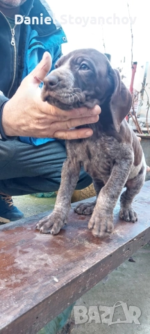 Чистокръвни курцхаари , снимка 2 - Курцхаар - 52946830