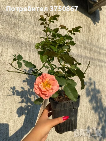 🌹 РОЗА 🌹 MARIE CURIE® Meilomit 🌹 , снимка 6 - Градински цветя и растения - 51162813