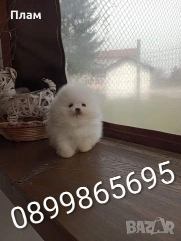 Померани.Реални снимки ! 