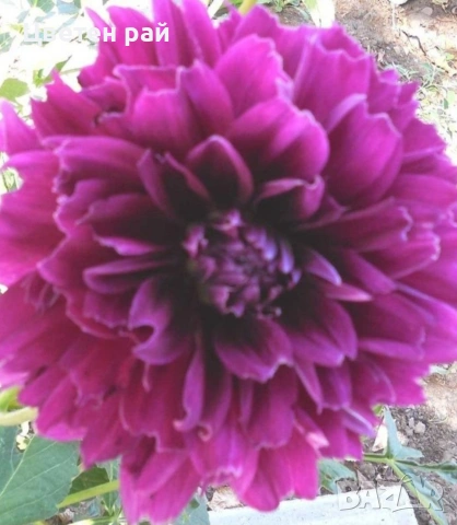 Грудки на няколко цвята далии , снимка 9 - Градински цветя и растения - 53770863