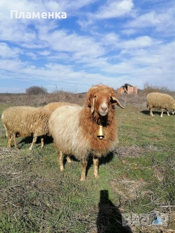 Продавам овен Аваси