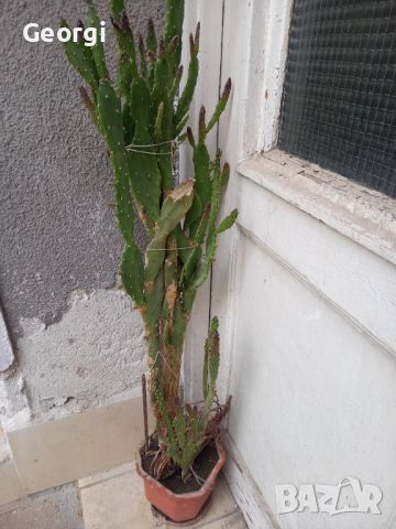 Кактус в саксия висок около 1.50, снимка 3 - Стайни растения - 45637603